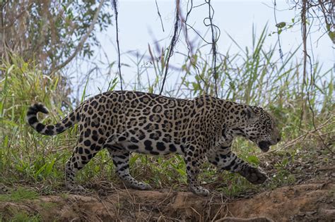 Jaguar hunting along riverbank, Pantanal, Mexico - Stock Image - C052 ...