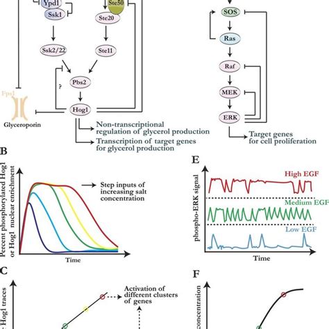 Graded Responses Of Dynamic Mapk Pathways A Schematic Of The Hog Download Scientific Diagram