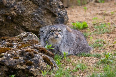 pallass cat  stock  pictures royalty  images
