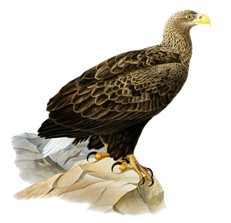 White Tailed Eagle Wingspan Clipart