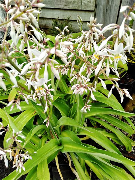 Arthropodium Parnell Renga Renga Lily 33l — Mosgiel Garden Place