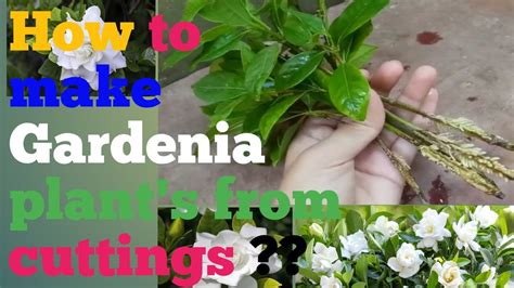 Gardenia From Cuttings Grow Plants From Cuttings Rooting In Water Youtube