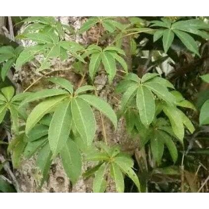 Jual Daun Randu Atau Daun Kapuk Segar Gram Shopee Indonesia