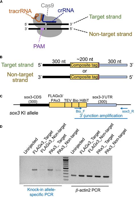 Frontiers Efficient CRISPR Cas9 Mediated Knock In Of Composite Tags