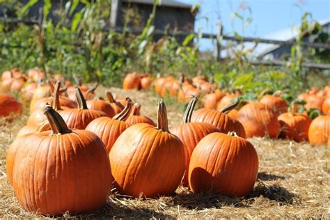 8 Of The Best Pumpkin Patches Around Boston