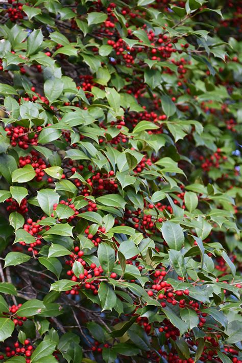 American Holly Ilex Opaca In Columbus Dublin Delaware Grove City