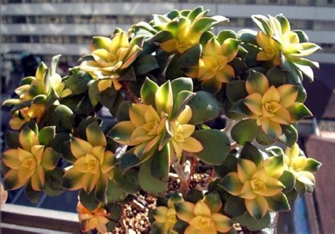 Variegated Aeonium Kiwi Single Stem 2 Inch Live Etsy