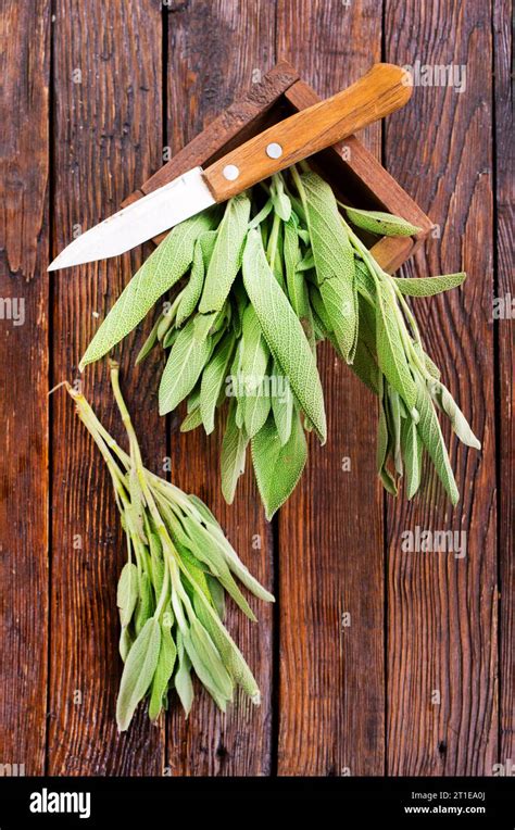 Salvia Officinalis Sage Leaves On Old Wooden Table Garden Sage Stock