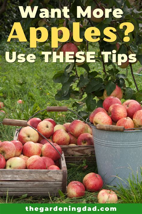 How To Grow Apple Trees In 10 Easy Steps The Gardening Dad Apple