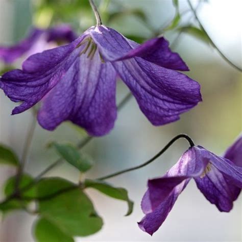 Клематис Литтл Бас: особенности и характеристики сорта, агротехника ...