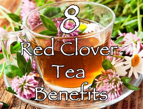 8 Red Clover Tea Benefits - Healthy Focus