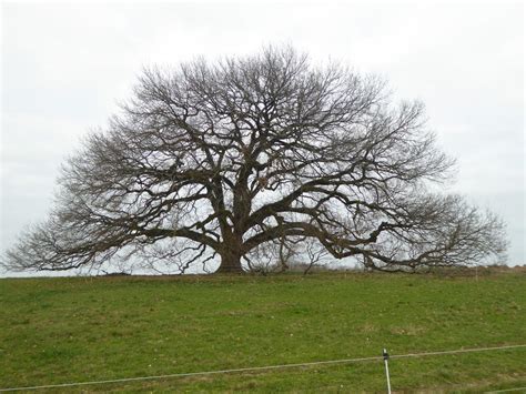 Lot Et Garonne Les Faiblesses Du Chêne De Tombebœuf