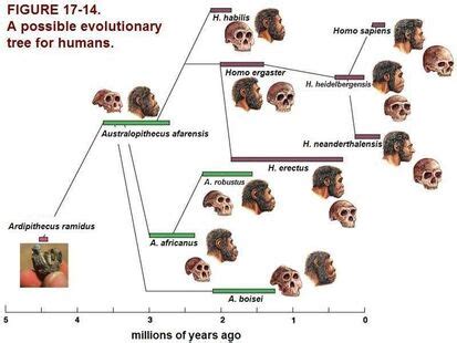 neanderthal animal  fandom