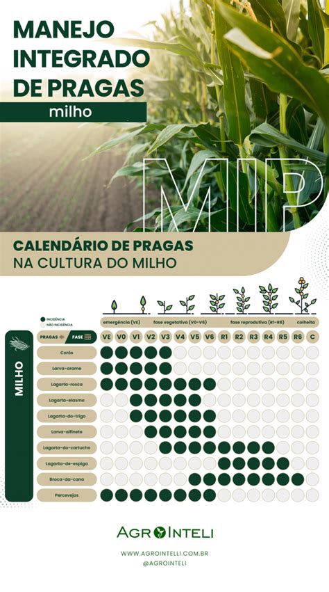 Como Fazer O Manejo Integrado De Pragas Mip Do Milho Agricultura Do