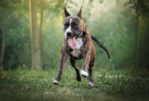 Brindle Pitbull Dog Information, Temperament & Facts - Marvelous Dogs