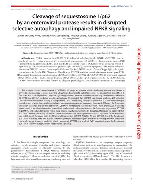 PDF Cleavage Of Sequestosome 1 P62 By An Enteroviral Protease Results