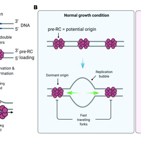 Pdf The Replication Stress Response On A Narrow Path Between Genomic