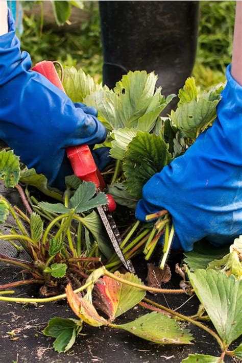 What To Do With Strawberry Plants In The Fall Before Winter