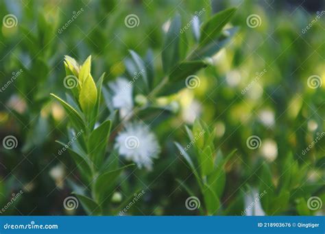 Green Leaves on the Sunlight Stock Photo - Image of grass, sunlight ...