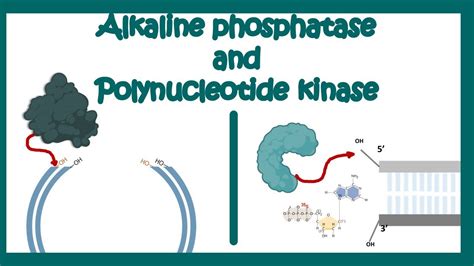 Alkaline Phosphatase Poly Nucleotide Kinase Use Of AP And PNK In