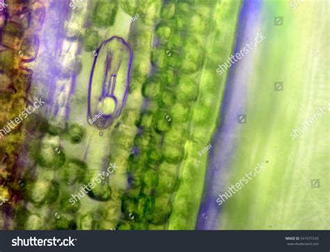 Stoma Leaf: Over 825 Royalty-Free Licensable Stock Photos | Shutterstock