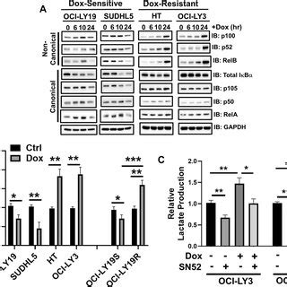 Sustained Activation Of Non Canonical Nf B Pathway Promotes Survival