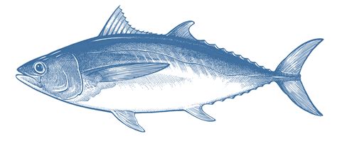 Bigeye Tuna Goodfish Australias Sustainable Seafood Guide