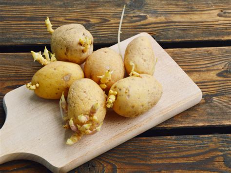 8 Ways to Control Potato Sprouts | Organic Facts