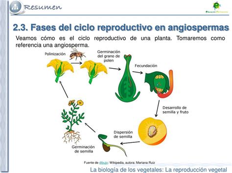 Ciclo Reproductivo De Las Plantas