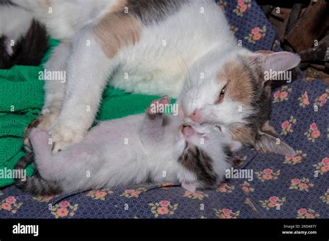 Mom cat and her baby Stock Photo - Alamy