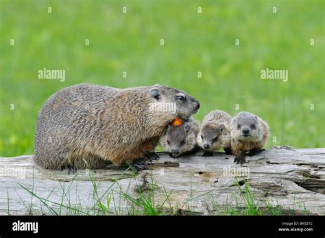 Cute Baby Groundhog