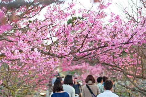 冲绳樱花开放时间2022 冲绳赏樱花攻略旅泊网