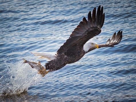 animals eagle sunset bald eagle birds wallpaper - Coolwallpapers.me!