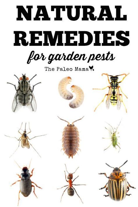 Home Remedies For Bugs In House : Home Remedies To Get Rid Of Bed Bugs ...