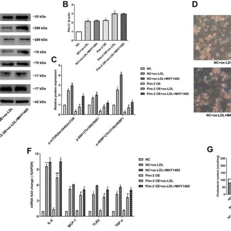 MTOR Agonist Treatment Counteracts The Anti Inflammatory Effect Of