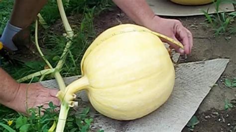 How To Measure Your Giant Pumpkin For Weight Youtube