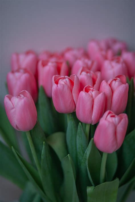 Pink Tulips Background Photos, Download The BEST Free Pink Tulips Background Stock Photos & HD ...