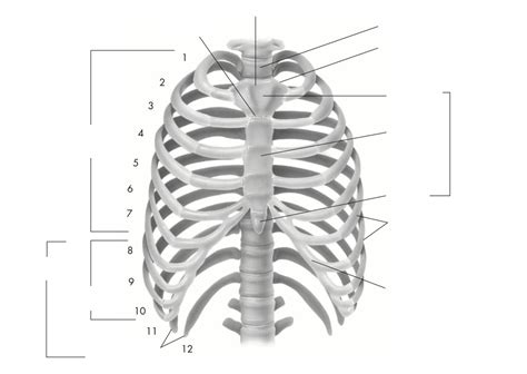 Thoracic Cage Diagram Quizlet