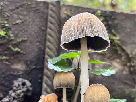 Coprinellus Micaceus The Ultimate Mushroom Guide Recipe