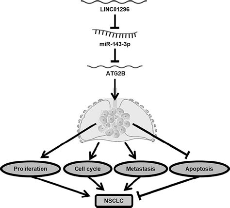 The Regulatory Network Of Linc01296 In Nsclc Linc01296 Promotes Nsclc