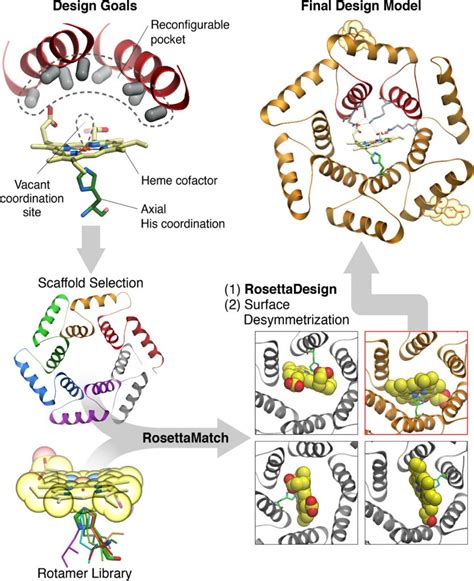 Design Of Heme Binding Enzymes Baker Lab