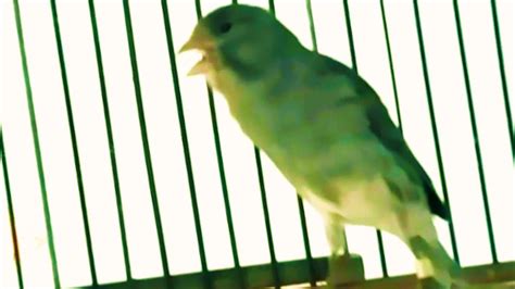 Spanish Timbrado Canary Singing For Training Canto Canario Cantando