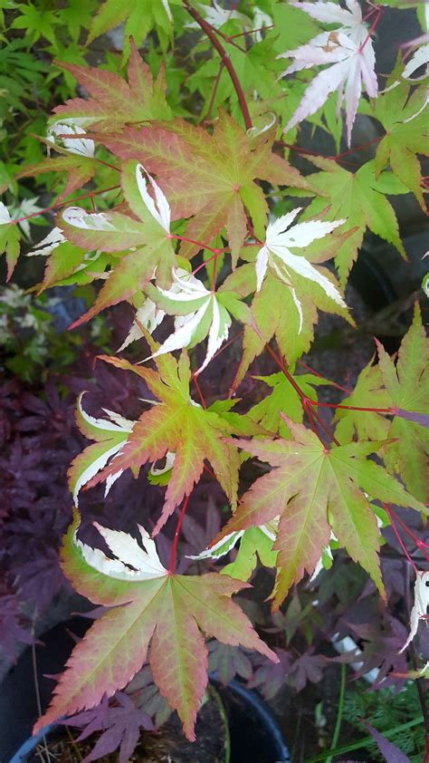 How To Plant Grow And Care For Japanese Maple Trees Artofit