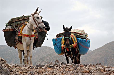 Mules Mules Carrying Heavy Loads In The Atlas Mountains Flickr