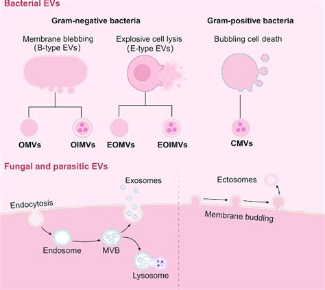 Types And Biogenesis Of Bacterial Fungal And Parasitic Evs