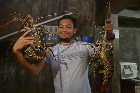 KOMODITAS UNGGULAN LOBSTER KUALITAS EKSPOR ANTARA Foto