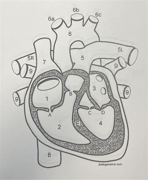 Heart Diagram | Quizlet