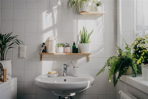 Veja 6 plantas que são perfeitas para decorar o banheiro