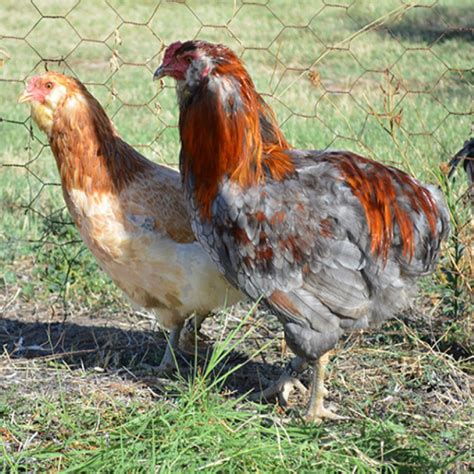 Gallina De Raza Araucana Camp I Corral