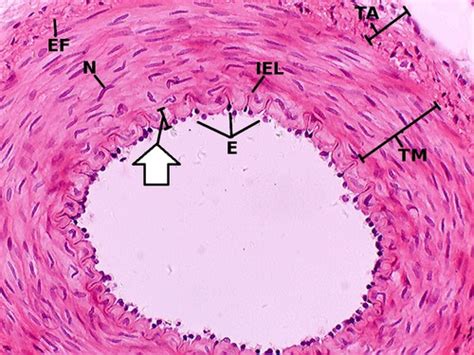 Endothelium Slide